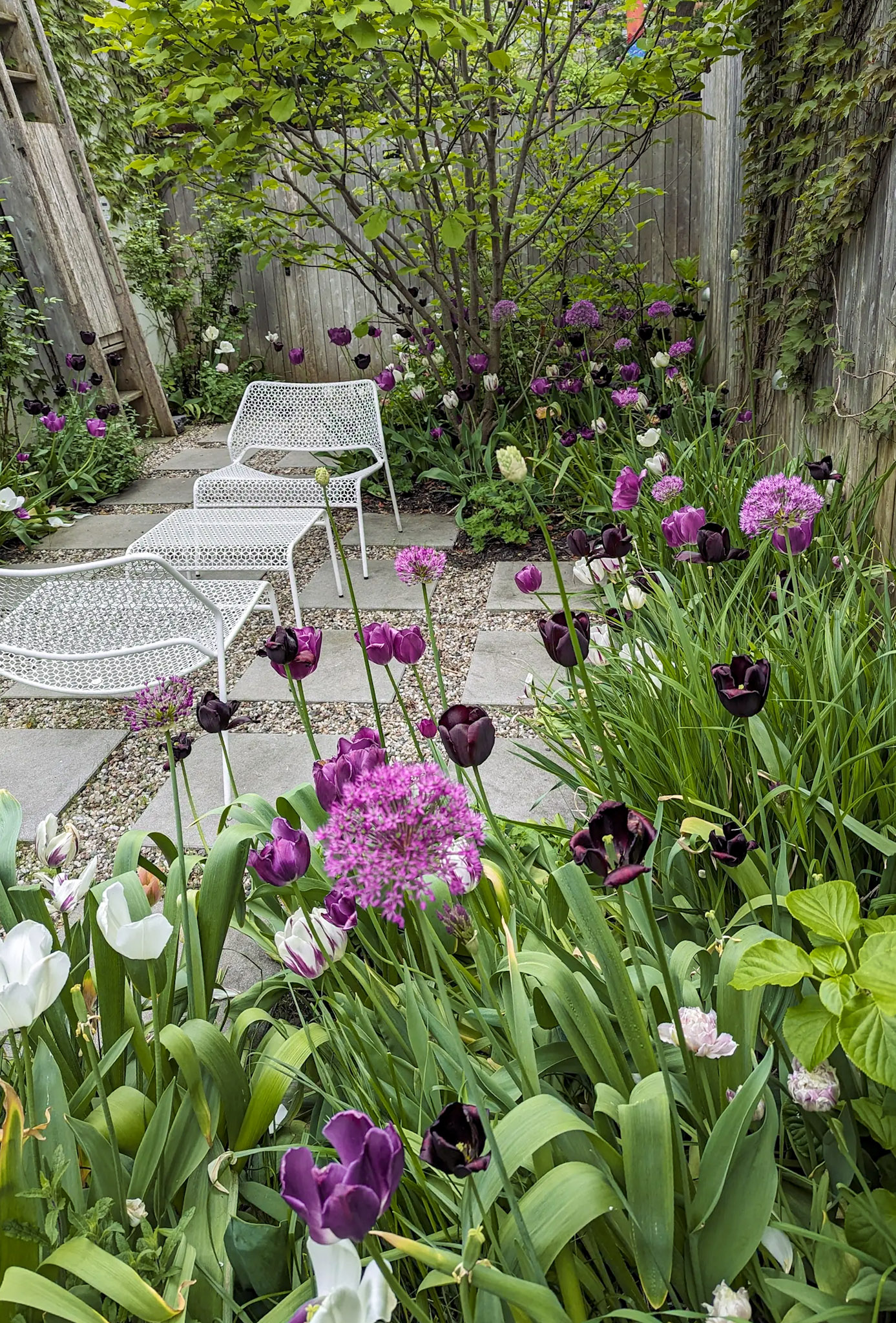 Petit jardin fleuri avec tulipes violettes et coin détente aménagé avec des chaises blanches en métal.