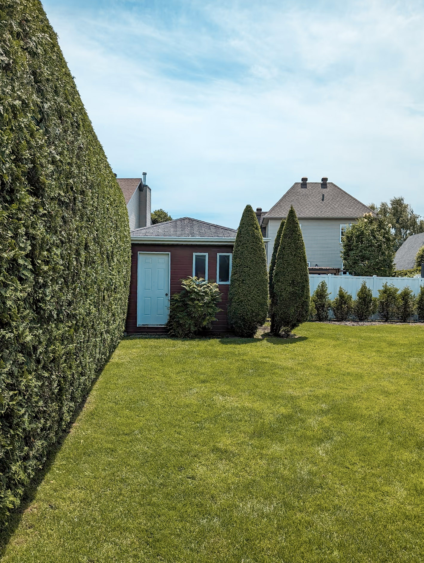 Mature cedar hedge bordering a backyard with lawn and shed.