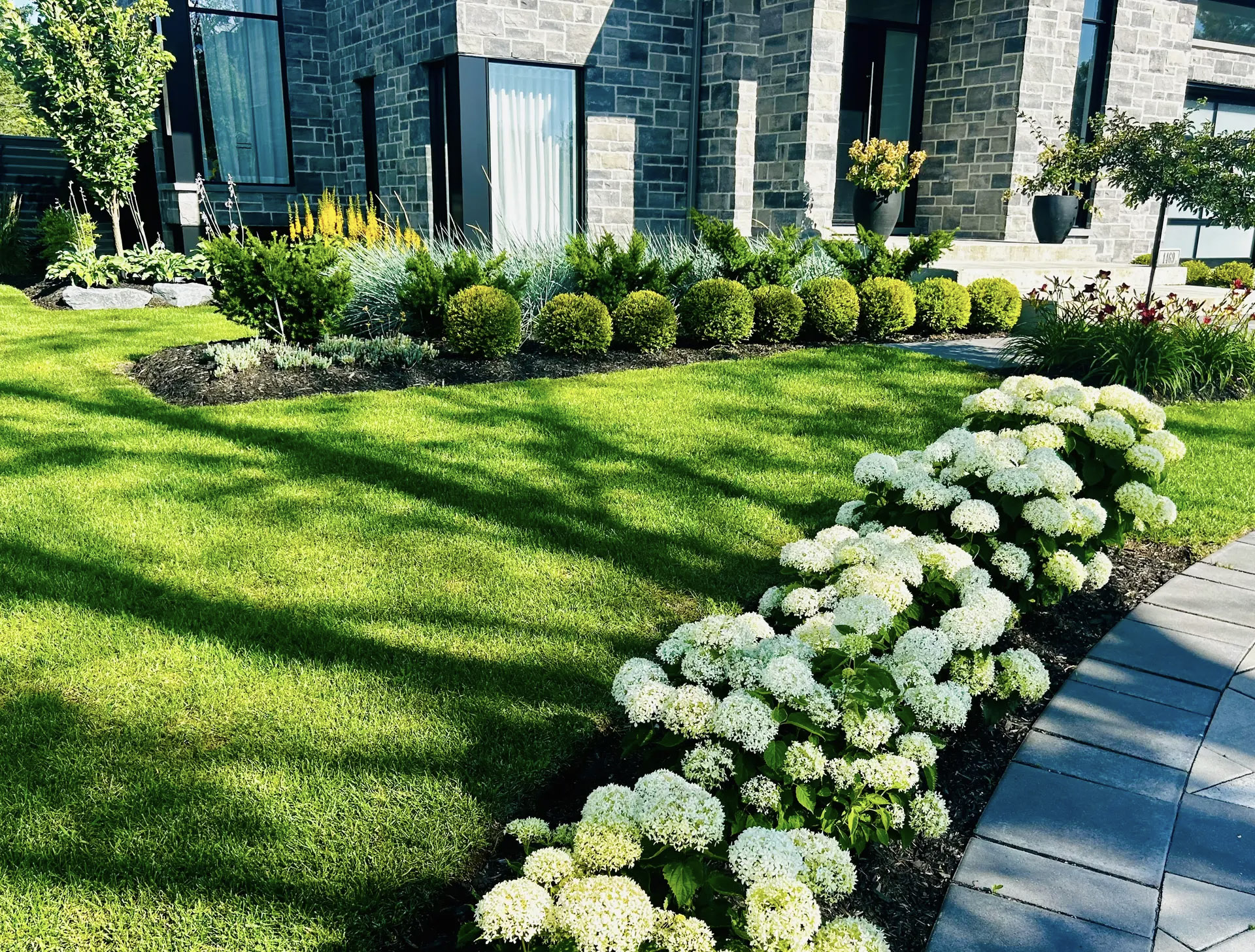 Modern landscaping with green lawn, white hydrangeas, trimmed shrubs and stone house.