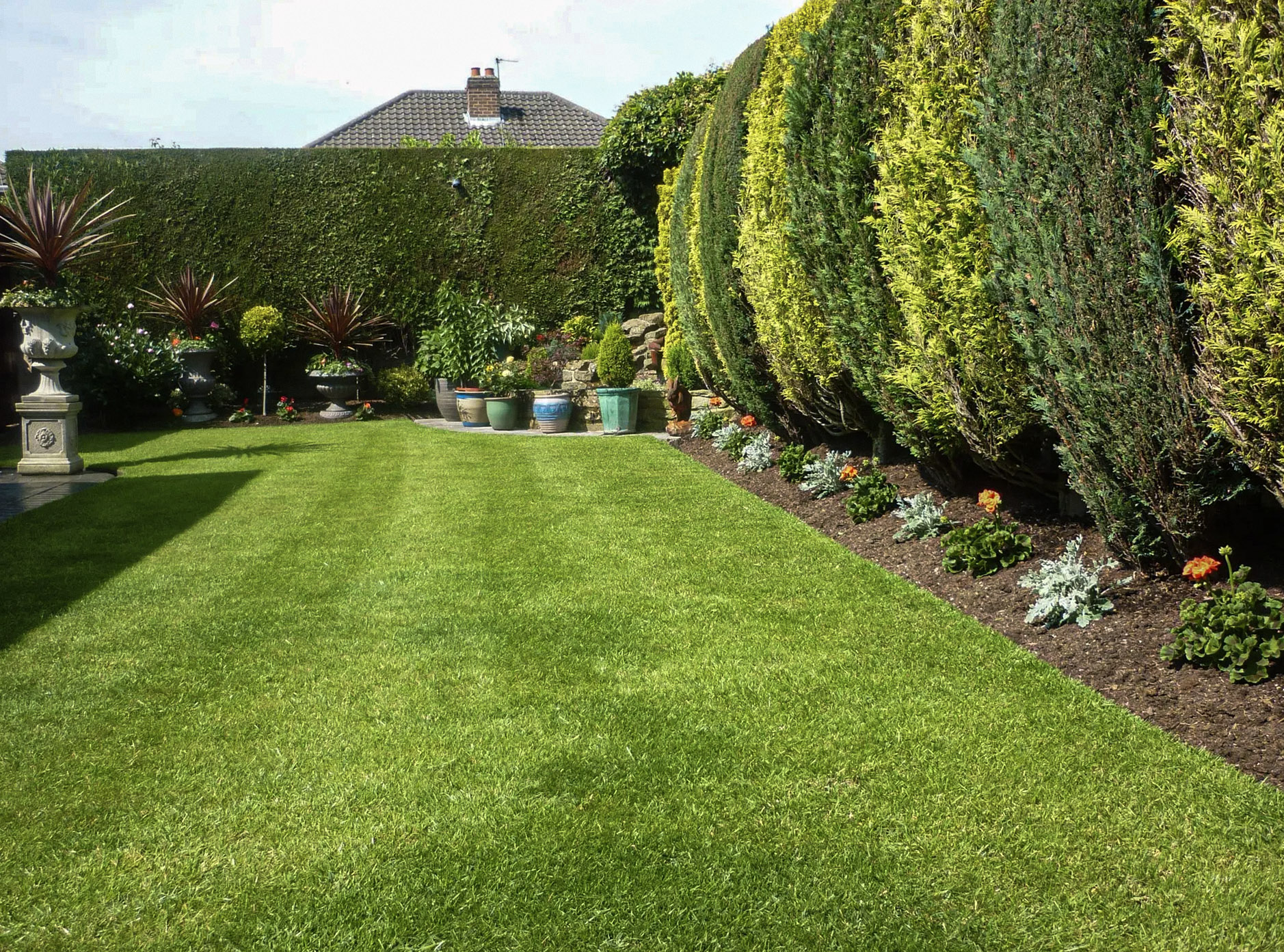 Mature cedar hedge surrounding a backyard with lawn and flower beds.