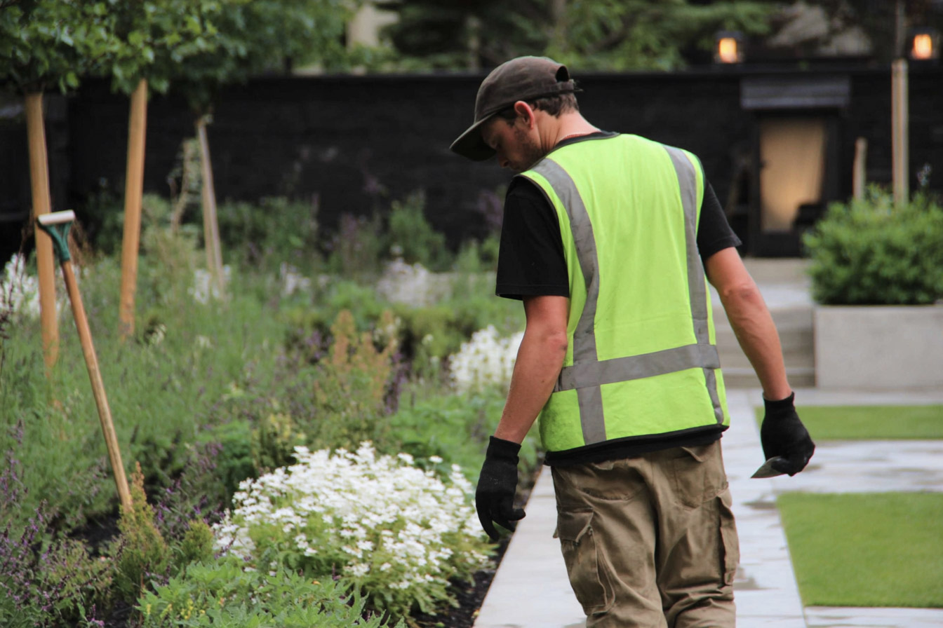 Landscaper working in a landscaped garden with white flowers, perennials and outdoor walkway.